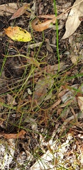 Drosera binata