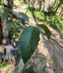Alnus oblongifolia