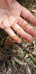Drosera binata