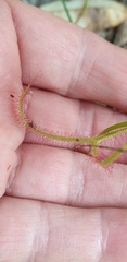 Drosera binata