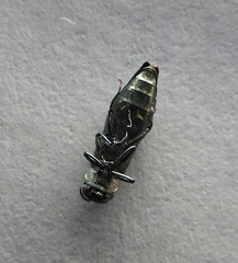 Agrilus