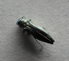 Agrilus
