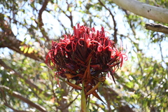 Doryanthes excelsa