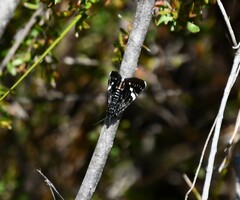 Platagarista macleayi