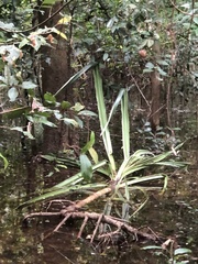 Pandanus tectorius