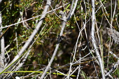 Platagarista macleayi