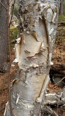 Betula costata