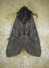 Fishia yosemitae