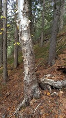 Betula costata