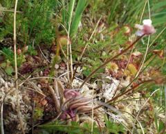 Pinguicula lusitanica