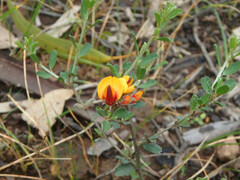 Pultenaea largiflorens