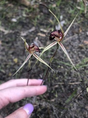 Caladenia reticulata
