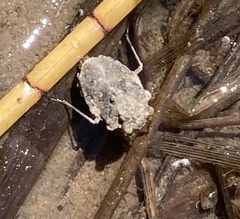 Gelastocoris oculatus