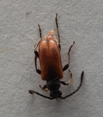 Pseudovadonia livida
