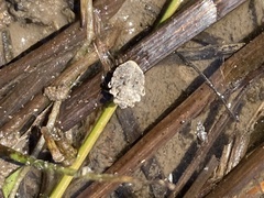 Gelastocoris oculatus