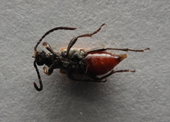 Pseudovadonia livida