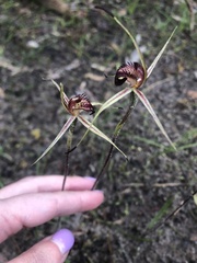 Caladenia reticulata