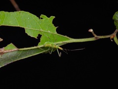 Zelus renardii