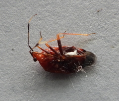 Deraeocoris