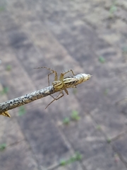 Oxyopes elegans
