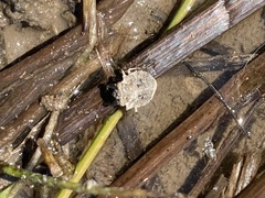 Gelastocoris oculatus