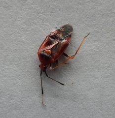 Deraeocoris