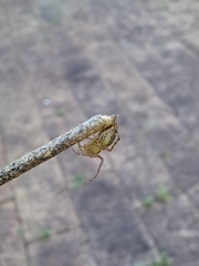 Oxyopes elegans