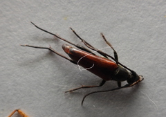 Stenurella bifasciata