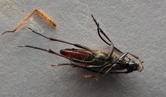 Stenurella bifasciata