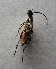 Stenurella bifasciata