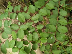 Lagerstroemia subcostata