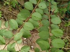Lagerstroemia subcostata