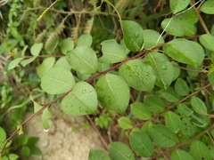 Lagerstroemia subcostata