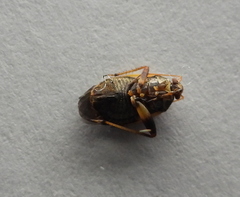 Polymerus