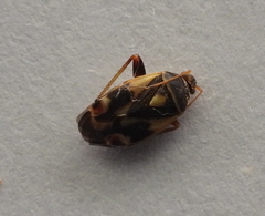 Polymerus