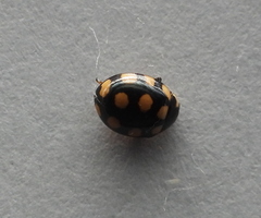 Coccinula quatuordecimpustulata