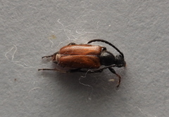 Pseudovadonia livida