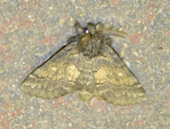 Gluphisia crenata