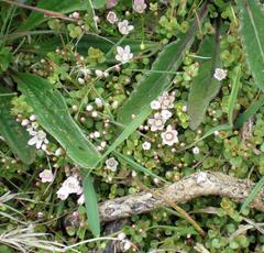 Lysimachia tenella