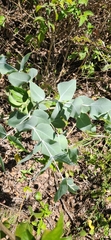 Eucalyptus melanophloia