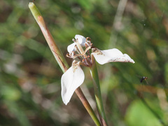 Moraea unguiculata