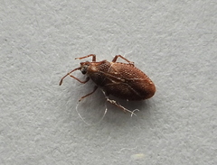 Tingidae