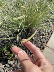 Bouteloua gracilis