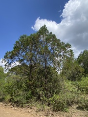 Juniperus procera