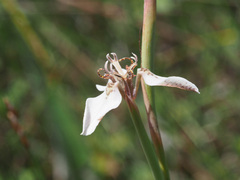 Moraea unguiculata