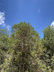 Juniperus procera