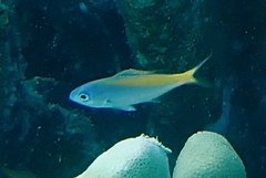 Caesio suevica