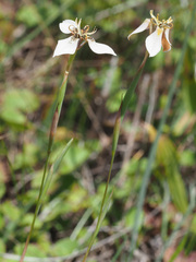 Moraea unguiculata