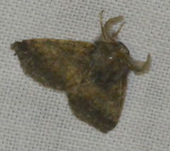 Gluphisia crenata