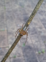Oxyopes elegans